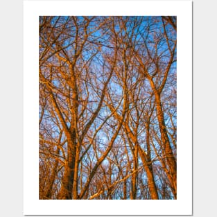 Winter landscape - frosty trees in snowy forest in the sunny morning. Tranquil winter nature in sunlight Posters and Art